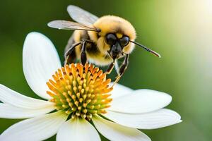 a bee is on a white flower with a green background. AI-Generated photo