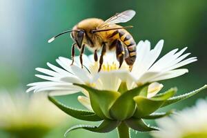 un abeja es en pie en un blanco flor. generado por ai foto