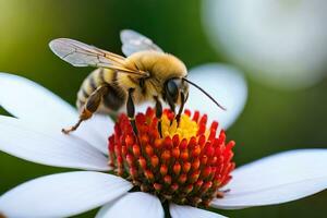 a bee is on a white flower with a green background. AI-Generated photo