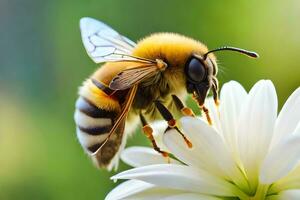 abeja en blanco flor con borroso antecedentes. generado por ai foto