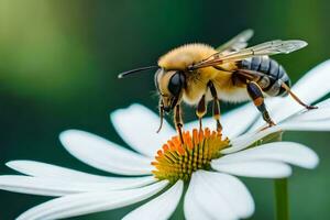 a bee is sitting on a white flower. AI-Generated photo