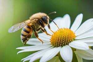 un abeja es en un blanco flor con un verde antecedentes. generado por ai foto