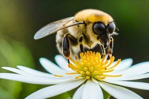 a bee is on a white flower with a green background. AI-Generated photo