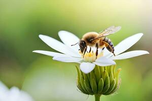 un abeja es en un blanco flor con un verde antecedentes. generado por ai foto