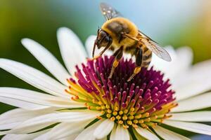 un abeja en un blanco flor con un verde antecedentes. generado por ai foto