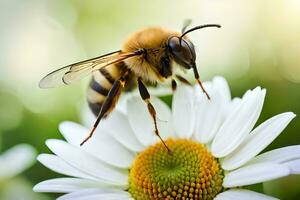 a bee on a white flower with a blurred background. AI-Generated photo