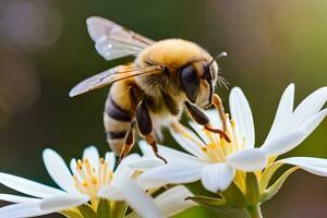 a bee is on a white flower with a blurry background. AI-Generated photo