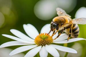 un abeja es en un blanco flor con un verde antecedentes. generado por ai foto