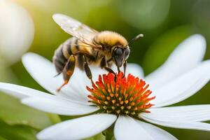 a bee is on a white flower with a green background. AI-Generated photo