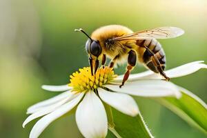 a bee is sitting on a white flower. AI-Generated photo