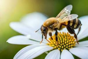 a bee is on a white flower with a green background. AI-Generated photo