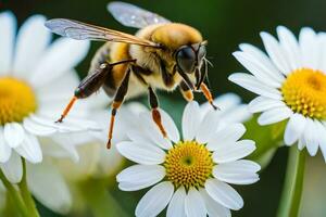 a bee is on top of some white flowers. AI-Generated photo