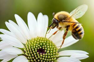 a bee is on a white flower with a green background. AI-Generated photo