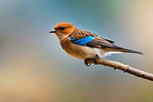 a small bird with a blue and white head. AI-Generated photo