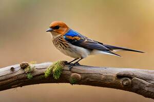 a small bird with a blue and orange head sitting on a branch. AI-Generated photo