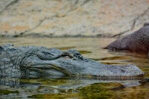 an alligator is swimming in the water photo