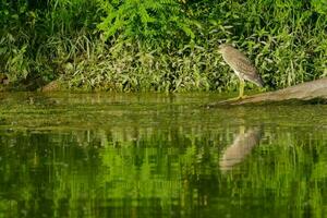 a bird is standing on a log in the water photo