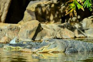 two alligators are resting in the water photo