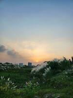 Grass flower on sunset background photo