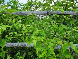 Closeup shot of the small green leaves of a bush photo