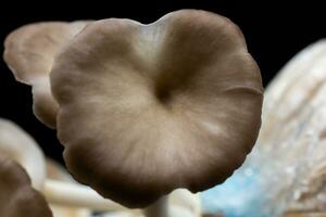 Oyster mushroom grow out of the bag on black background , Group oyster mushroom . photo