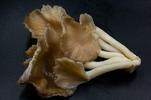 Oyster mushroom grow out of the bag on black background , Group oyster mushroom . photo