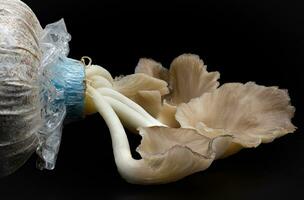 Oyster mushroom grow out of the bag on black background , Group oyster mushroom . photo