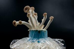 Oyster mushroom grow out of the bag on black background , Group oyster mushroom . photo