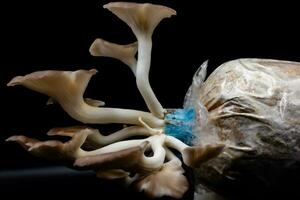 Oyster mushroom grow out of the bag on black background , Group oyster mushroom . photo