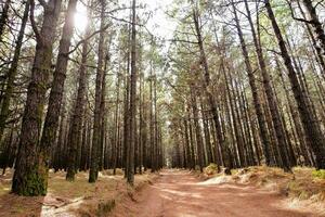 arboles en el bosque foto