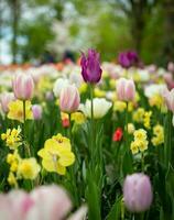 A field of flowers with a purple flower photo