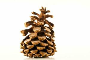 a pine cone is shown on a white surface photo