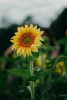 un primer plano de un girasol foto