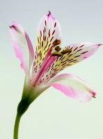 A close up of a flower photo