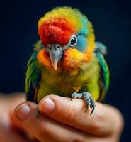 Miniature Marvel Colorful Parrot Grasped in Hand   Macro Generative AI Shot photo