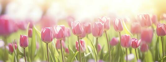 Beautiful pink Tulip on a blurred spring sunny background. Generative AI photo