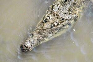 A swimming alligator photo