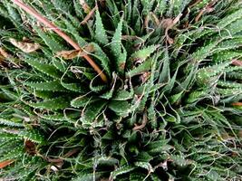 a close up of a plant with green leaves photo