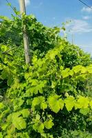 un viñedo con verde hojas y vides foto