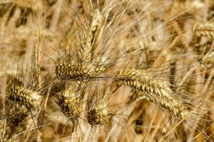 Yellow wheat field photo