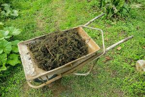 Grape tails in a wheelbarrow photo