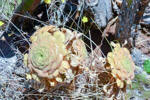 Background with succulents photo