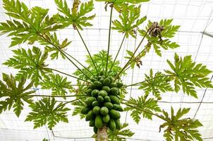 a papaya tree growing in a greenhouse photo