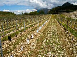 Verdant Vineyards of Chignin, Savoie, France photo