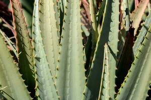 Close up of a succulent photo