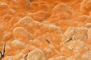 naranja algas en el rocas foto