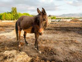 a horse standing in a dirt field photo