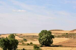 a field with trees and hills in the background photo