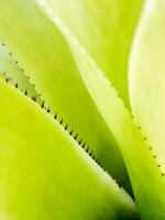 Detail texture and thorns at the edge of the Bromeliad leaves photo