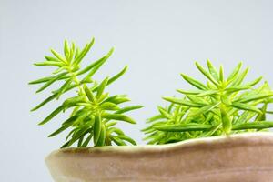 Succulent plant stonecrop, fresh leaves detail of sedum Angelina photo